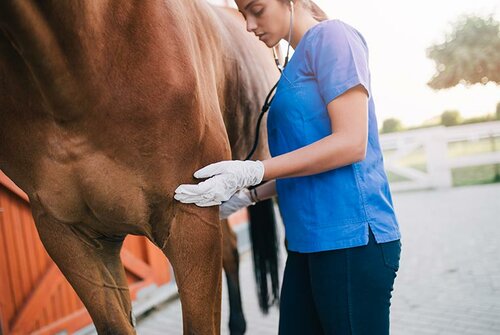 Santé et bien-être - CHEVAL QUEBEC